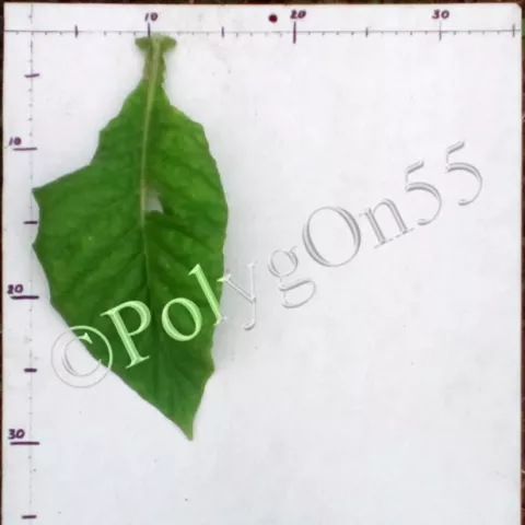 Little Sweet Orinoco лист второй ломки