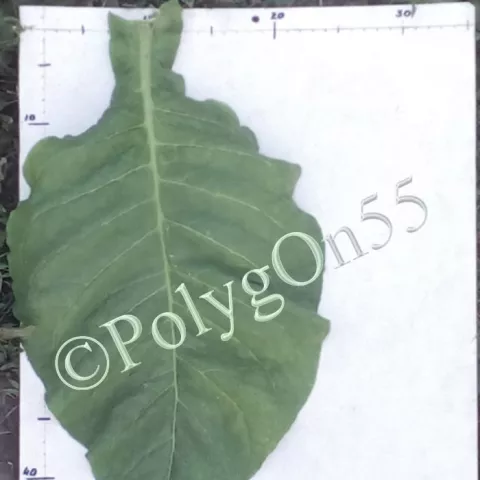 Табак Lonibow лист