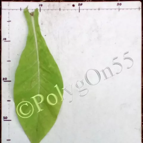 Malatya лист второй ломки