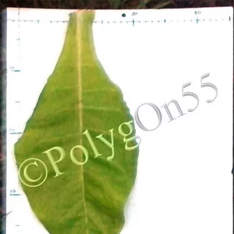 Maryland 609 (MD 609)