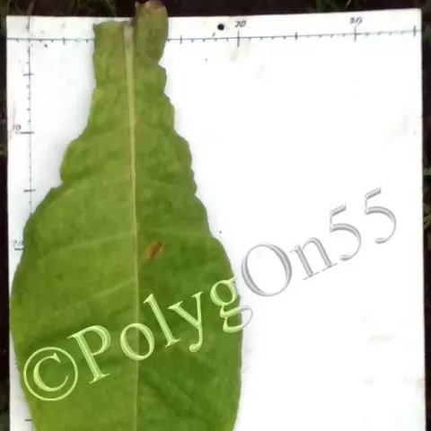 Maryland 609 (MD 609)