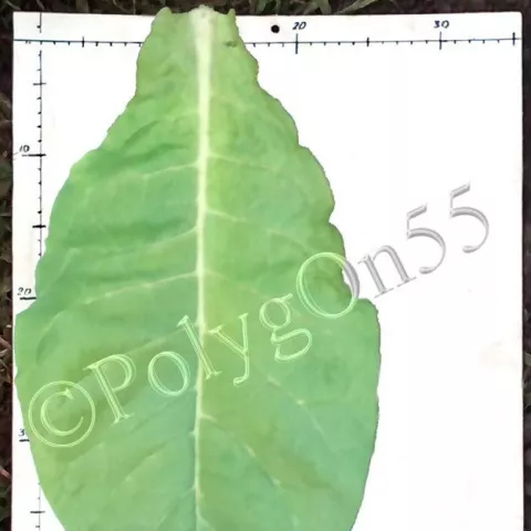 Maryland A30 (MD A30)