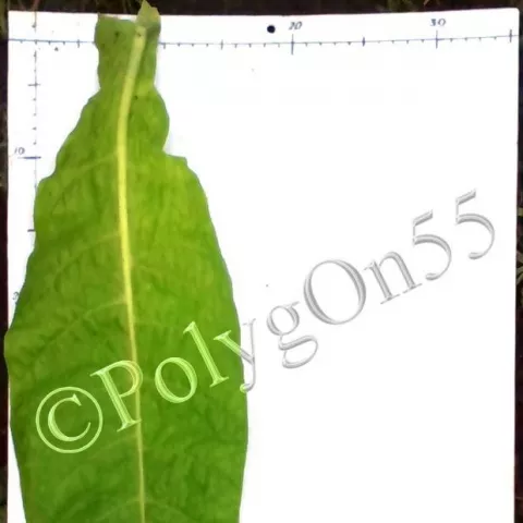 Maryland A30 (MD A30)