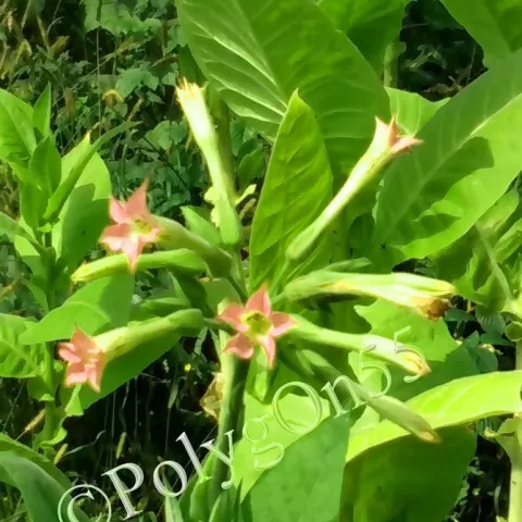 Maryland A30 (MD A30)