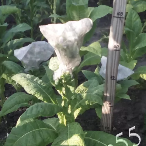 Табак Maryland 2703  куст