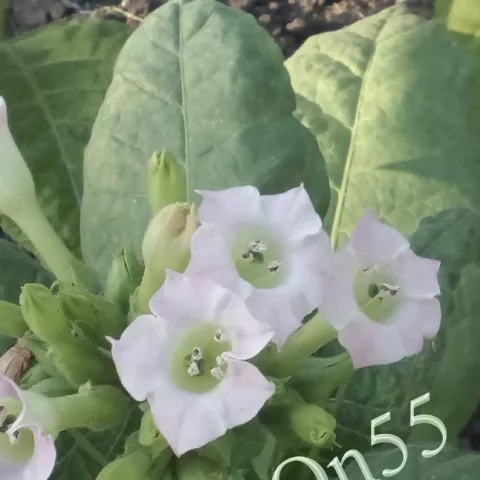 Табак Maryland 2703  цвет