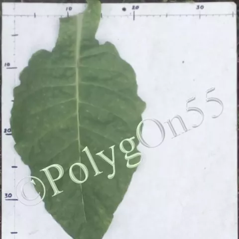 Табак Maryland 2703  лист