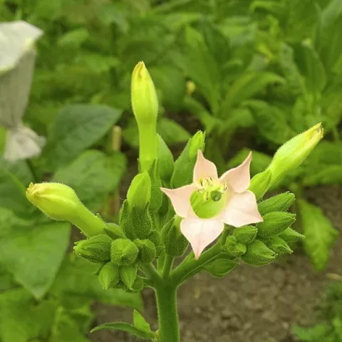 Meurthe et Moselle_fl