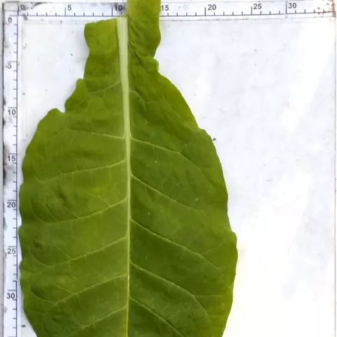 Meurthe et Moselle_l