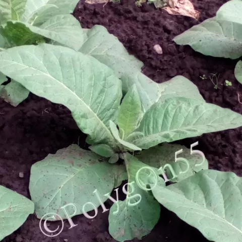 Mississippi Heirloom