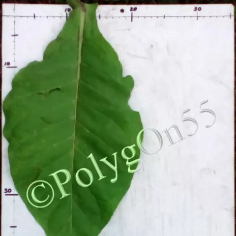 Mississippi Heirloom лист первой ломки