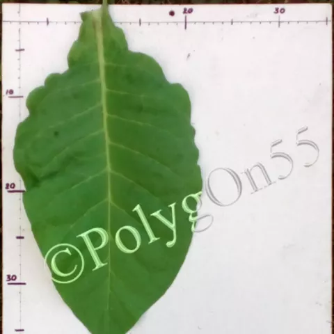 Mississippi Heirloom