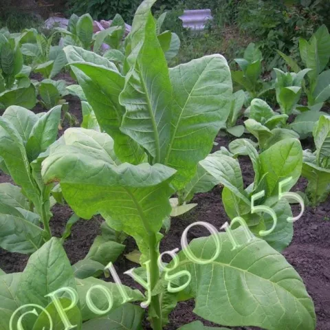 Многолистный