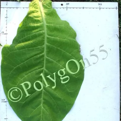 Многолистный