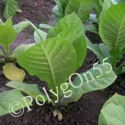 Молдавский 456