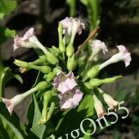 Молдавский 456