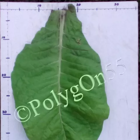 Moore лист второй ломки