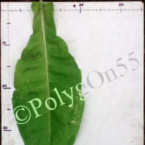 Moore лист третьей ломки