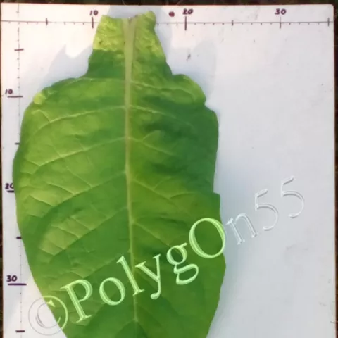 Moore лист первой ломки