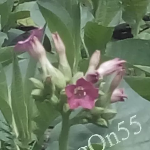 Табак Multan 82 цвет