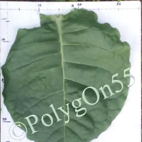 Табак Multan 82 лист