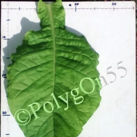 NC 12 лист второй ломки