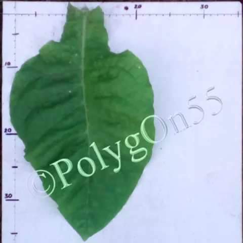 NC 12 лист третьей ломки