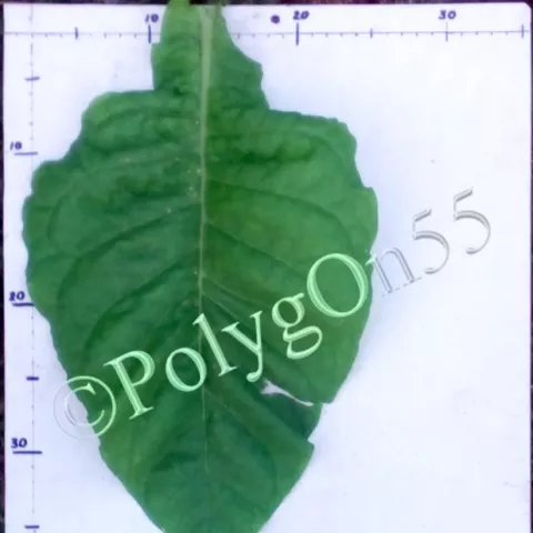 NC 12 лист первой ломки