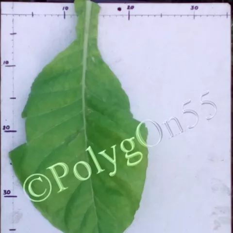 NC 95 лист третьей ломки