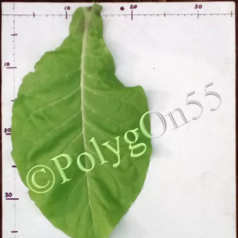 NC 95 лист первой ломки