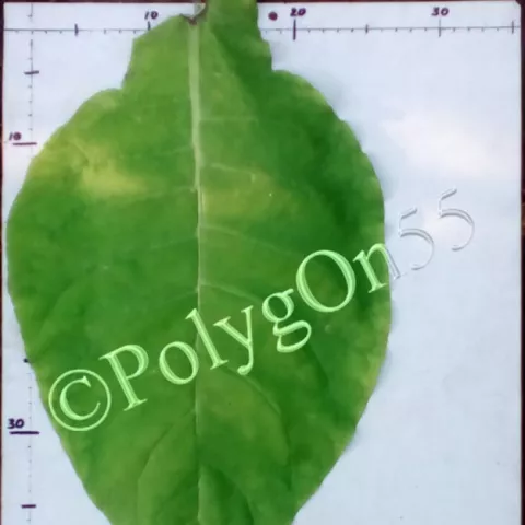 Nostrano del Brenta лист второй ломки