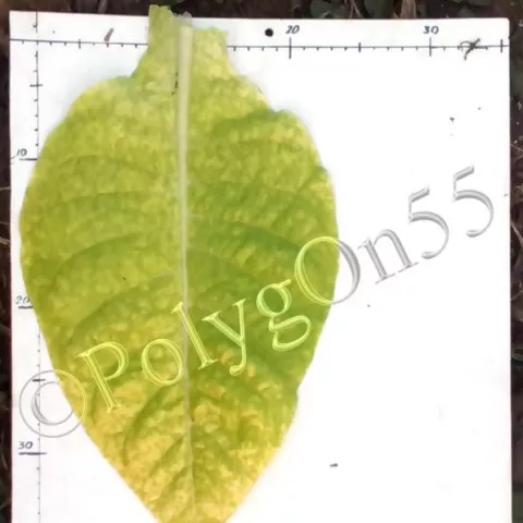 Остролист-316