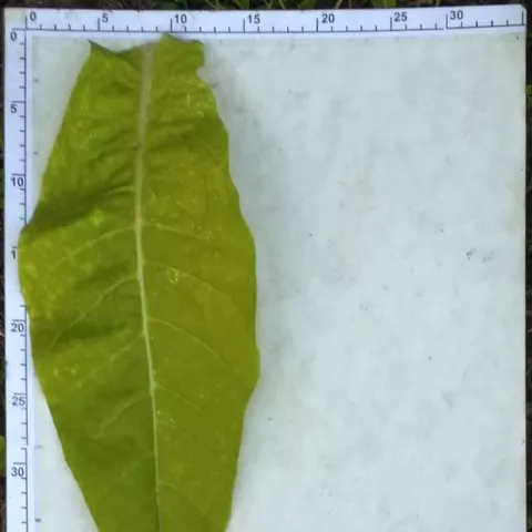 Остролист 1519 _l