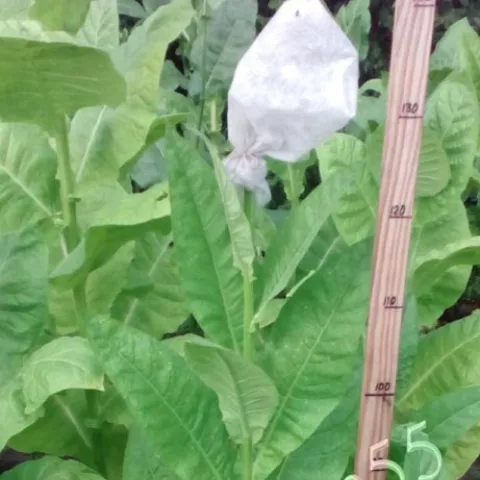 Остролист 2747-II куст