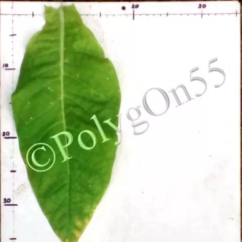 Остролист 2747-II лист первой ломки