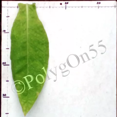 Остролист 2747-II лист второй ломки