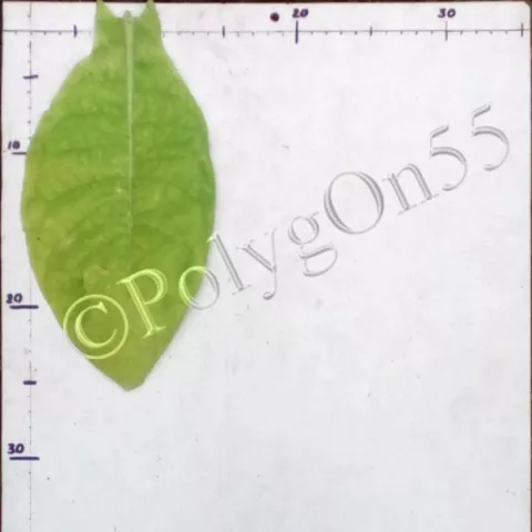 Переможец 196 лист второй ломки