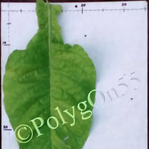 Perevi лист третьей ломки