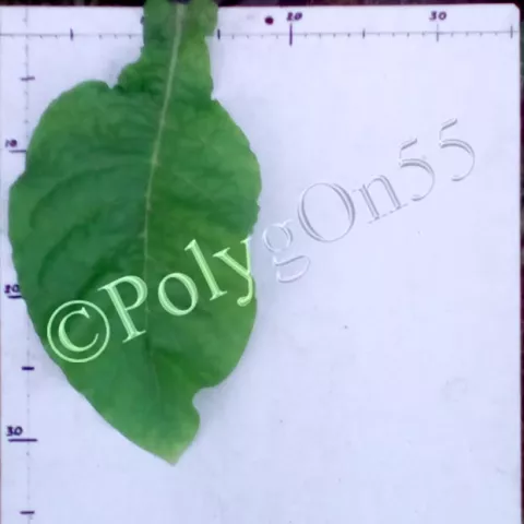 Perevi лист первой ломки