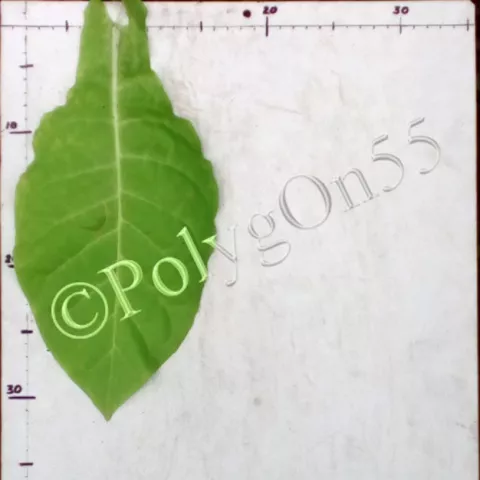 Perustza Gigante лист второй ломки