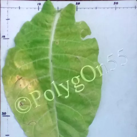 Плиска типичная лист второй ломки