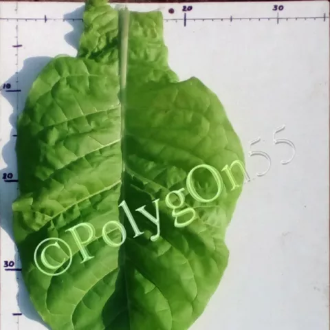 Плиска типичная лист первой ломки