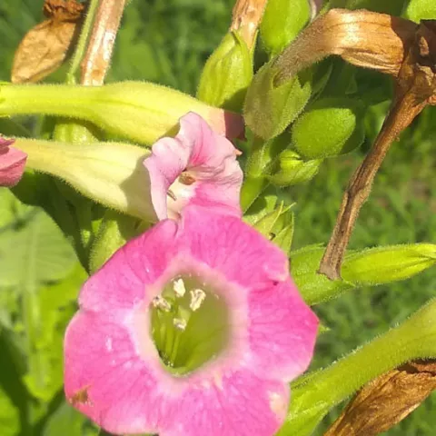 Приднестровский_fl