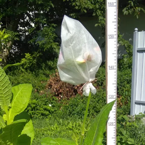 Приднестровский_k