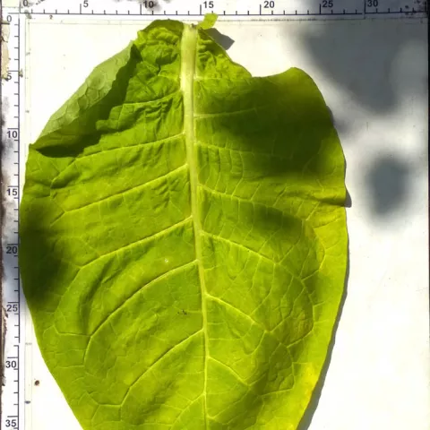 Приднестровский_l