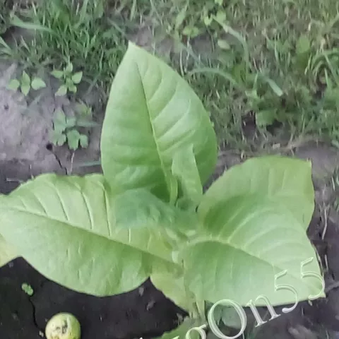 Раннеспелый (Rannespely)