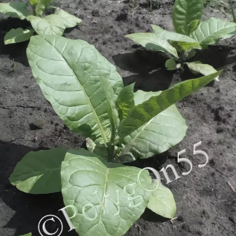 Табак Ravnjak куст