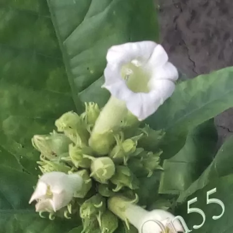 Табак Ravnjak цвет