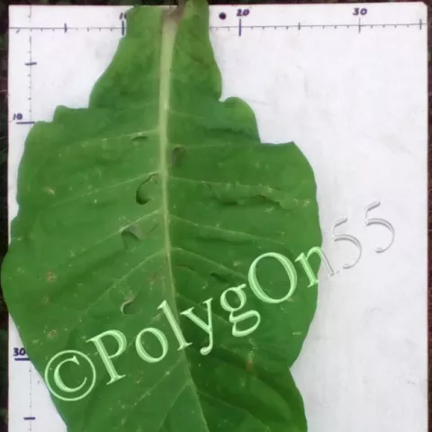 Red Rose лист второй ломки