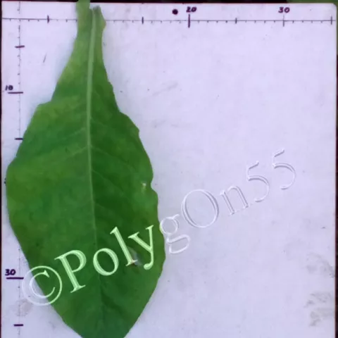 Red Rose лист третьей ломки